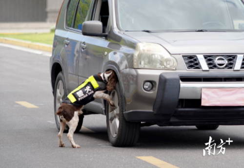 广州公安警犬进行搜爆 广州公安警犬进行搜爆