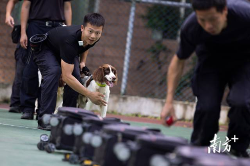 箱包搜索训练前，训导员徐廷钧轻拍着备训犬“Bens”的胸脯以示鼓励。